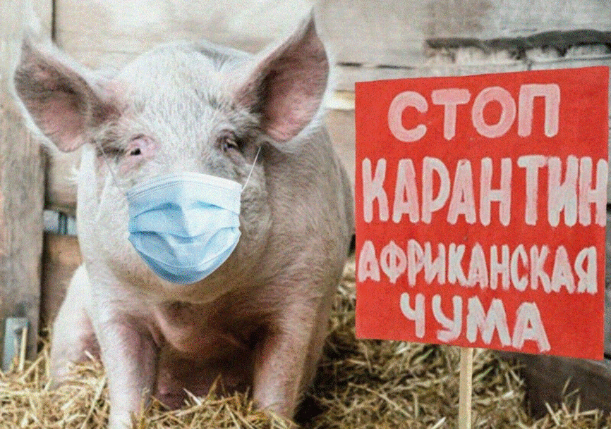 Ветеринары предупреждают об опасности африканской чумы свиней.
