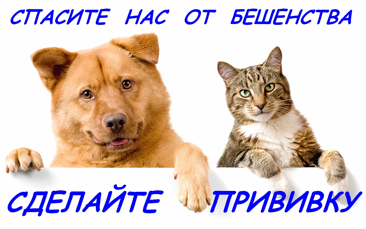 Владельцы животных могут привить своих питомцев.