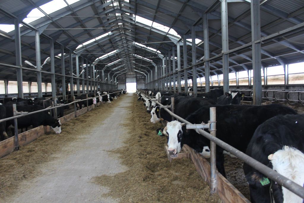 В 2024 году в Кировской области планируют произвести 830 тысяч тонн молока.