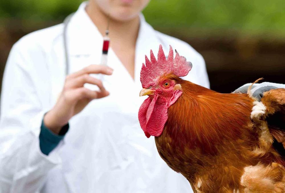 В Кировской области вакцинировали более 30 тыс. голов домашней птицы
