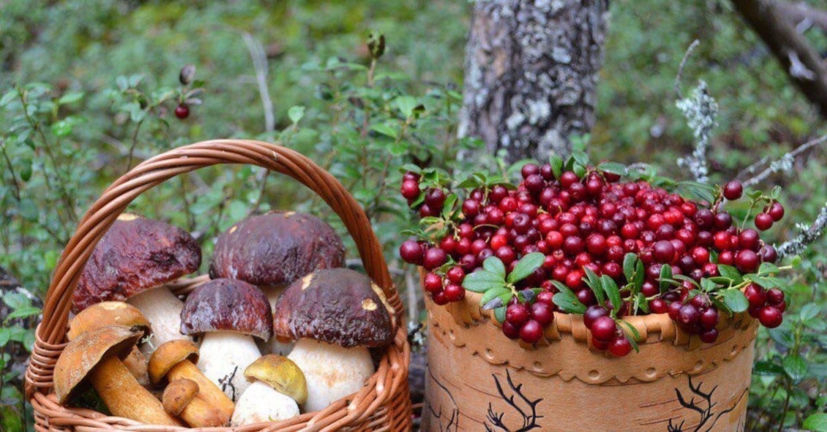 В Кировской области планируют предоставлять участки для промышленного сбора грибов и ягод