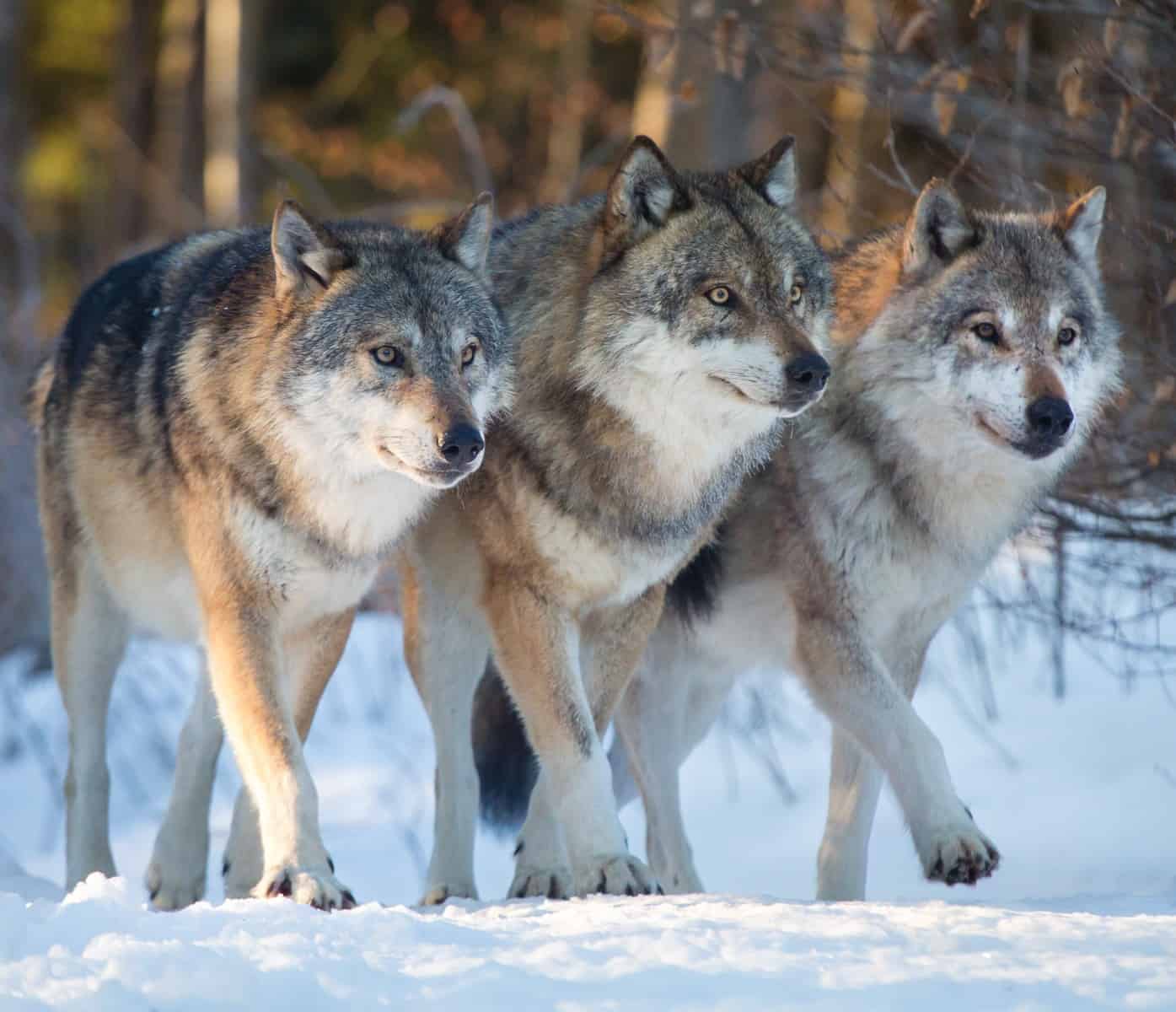 Афанасьевские охотники получат выплаты за добычу волка