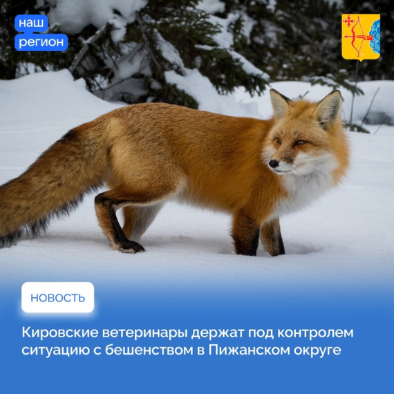 Ветеринары держат под контролем ситуацию с бешенством. Ветеринары держат под контролем ситуацию с бешенством.