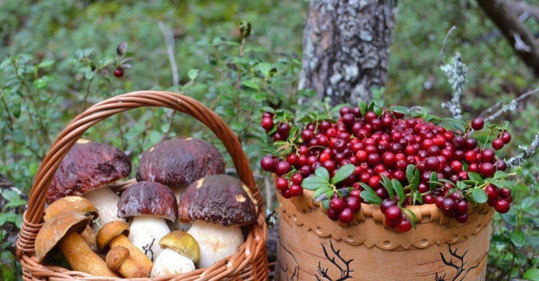 В Кировской области планируют предоставлять участки для промышленного сбора грибов и ягод.