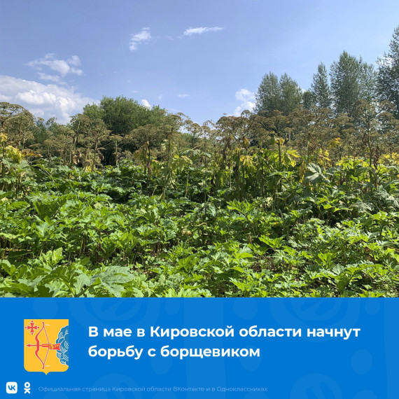 В мае в Кировской области начнут борьбу с борщевиком. В мае в Кировской области начнут борьбу с борщевиком.