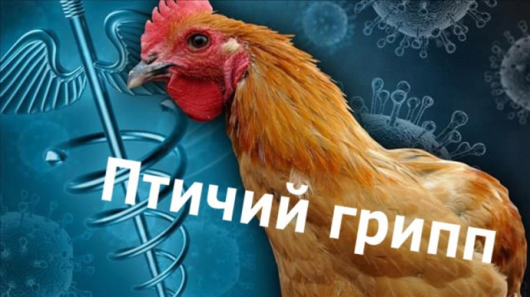 Внимание!  На территории Кировской области обнаружен грипп птиц!.