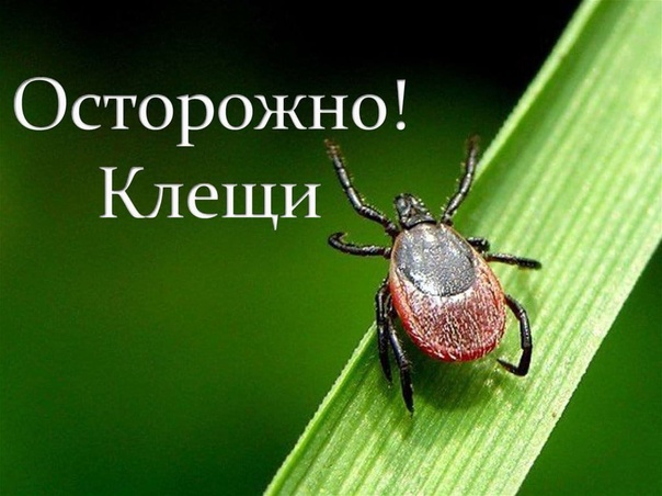 Сезон активности клещей: будьте осторожны. Сезон активности клещей: будьте осторожны.