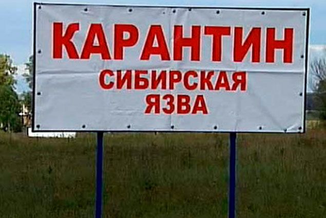 Ветеринары предупреждают: сибирская язва опасна!. Ветеринары предупреждают: сибирская язва опасна!.