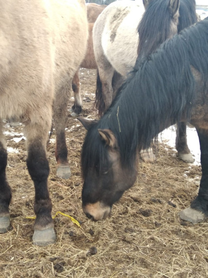 "Прикамье" и агрофирма "Гордино" принимали гостей.