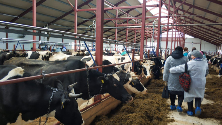 Новая животноводческая ферма открылась в Гординском сельском поселении.